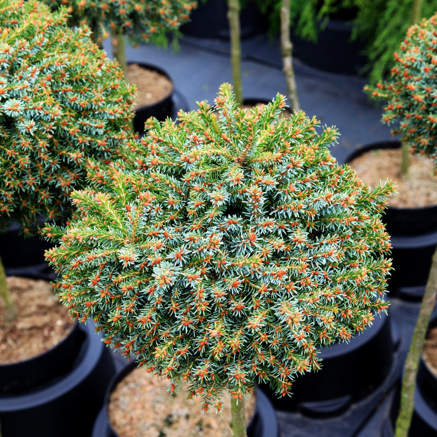 Serbische Zwerg-Fichte 'Treblitzsch' (Picea omorika)
