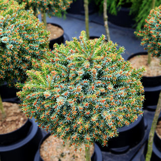 Serbische Zwerg-Fichte 'Treblitzsch' (Picea omorika)
