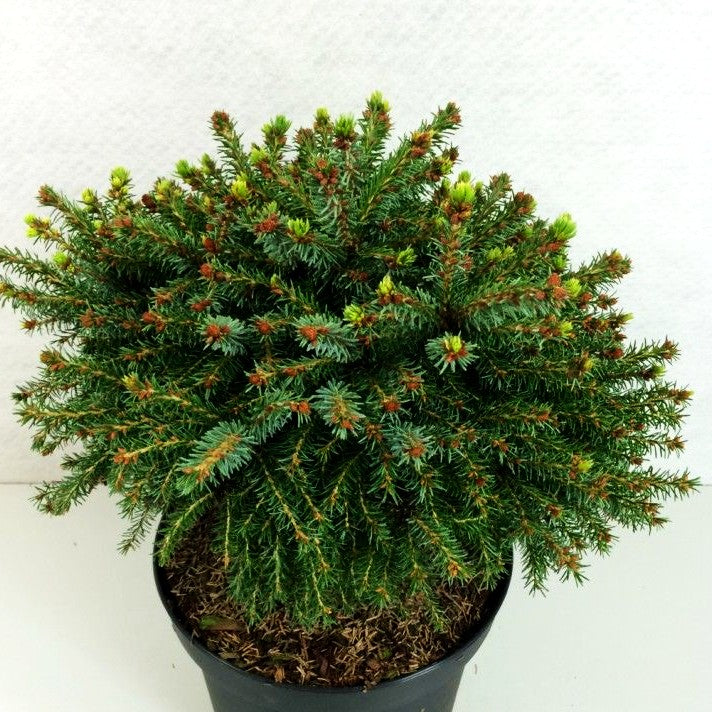 Serbische Zwerg-Fichte 'Treblitzsch' (Picea omorika)