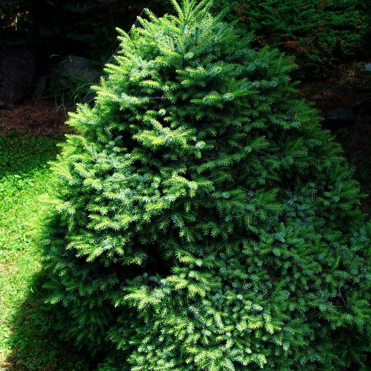 Serbische Zwerg-Fichte 'Treblitzsch' (Picea omorika)