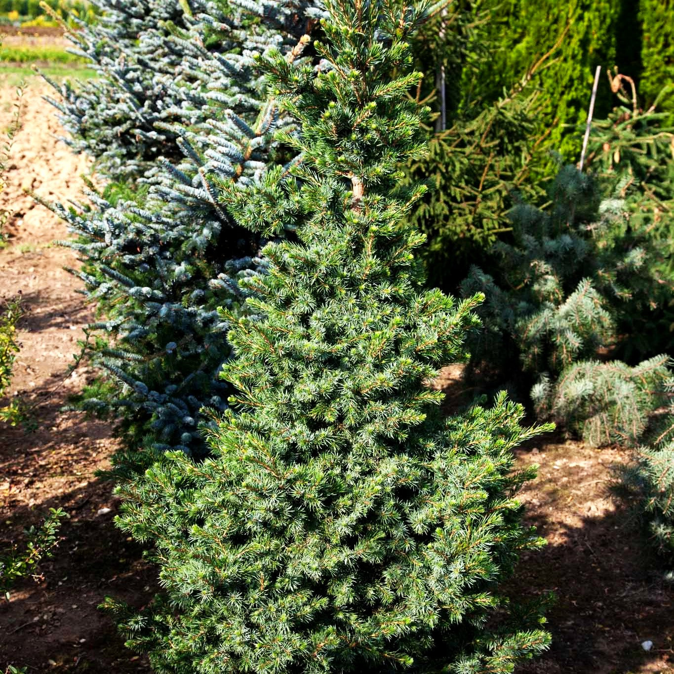 Serbische Zwerg-Fichte 'Wodan' (Picea omorika)