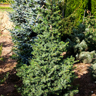 Serbische Zwerg-Fichte 'Wodan' (Picea omorika)