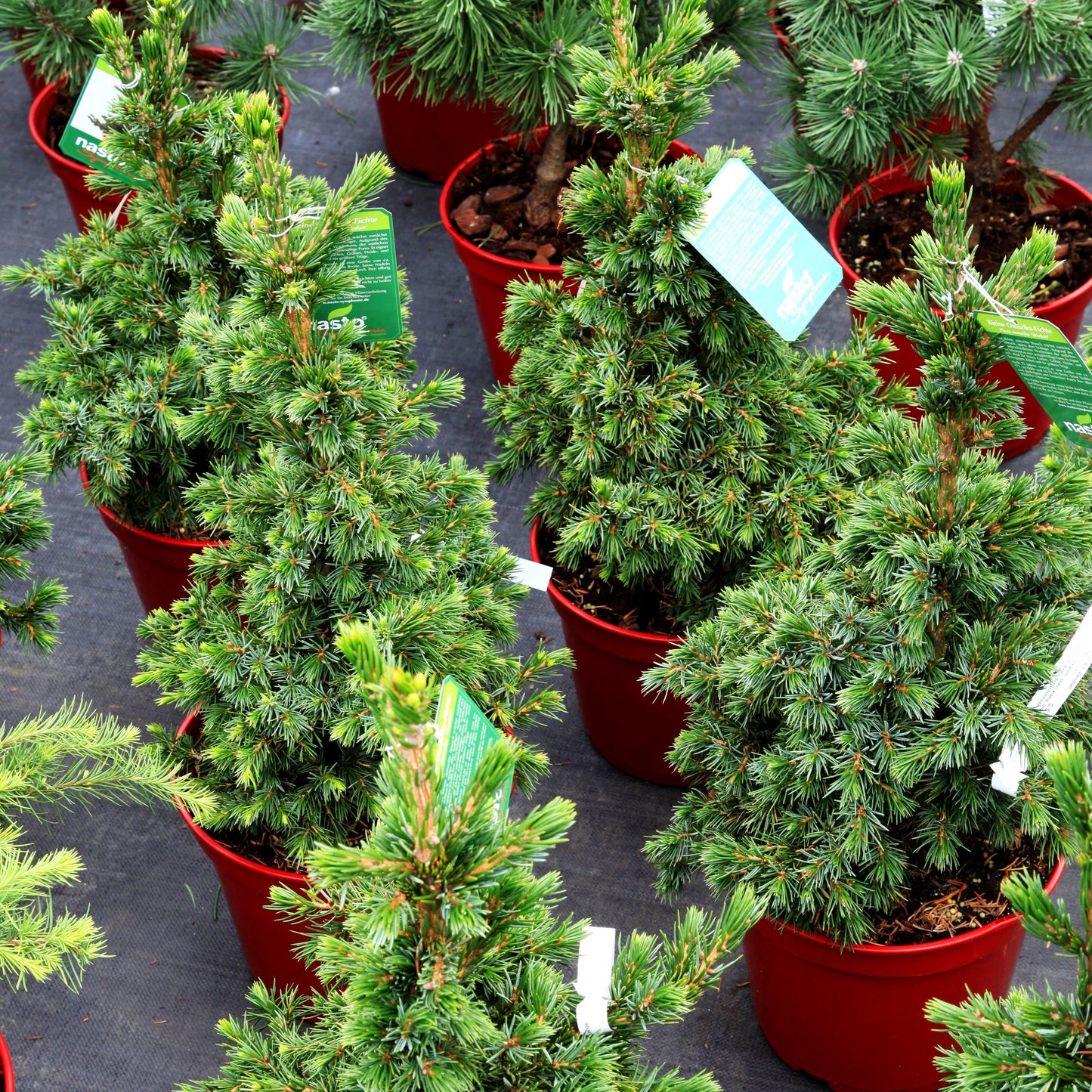 Serbische Zwerg-Fichte 'Wodan' (Picea omorika)