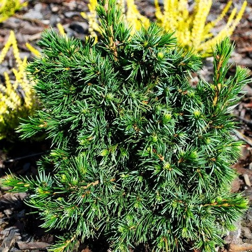 Serbische Zwerg-Fichte 'Wodan' (Picea omorika)