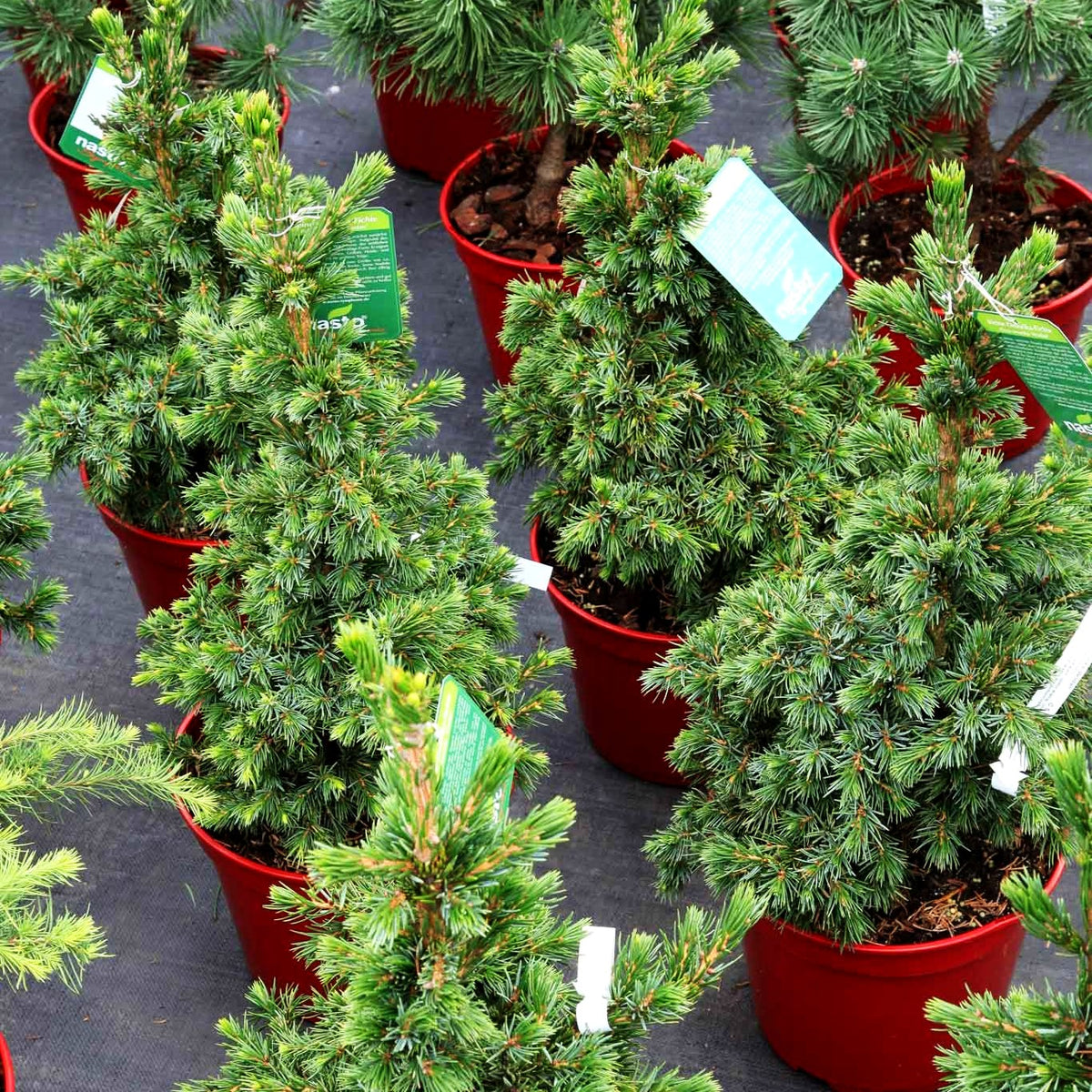 Serbische Zwerg-Fichte 'Wodan' (Picea omorika)