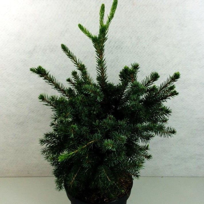 Serbische Zwerg-Fichte 'Wodan' (Picea omorika)
