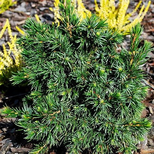 Serbische Zwerg-Fichte 'Wodan' (Picea omorika)