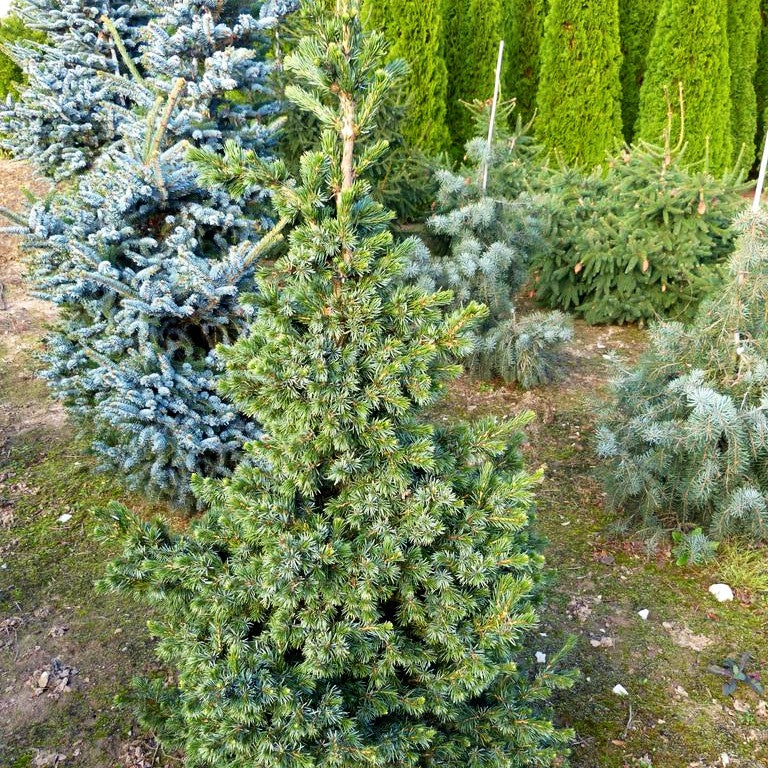 Serbische Zwerg-Fichte 'Wodan' (Picea omorika)