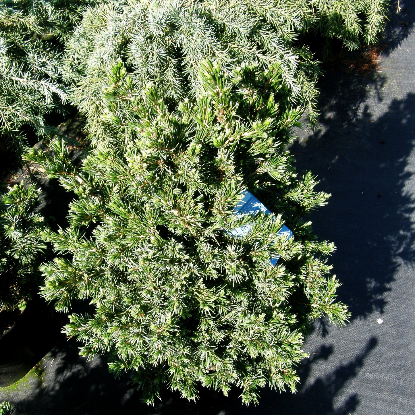 Serbische Zwerg-Fichte 'Wodan' (Picea omorika)