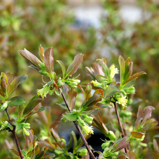 Sibirische Blaubeere, Maibeere, Honigbeere 'Balaleika' (Lonicera kamtschatica)