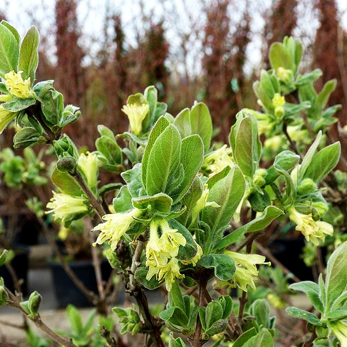 Sibirische Blaubeere, Maibeere, Honigbeere 'Blue Velvet' (Lonicera kamtschatica)
