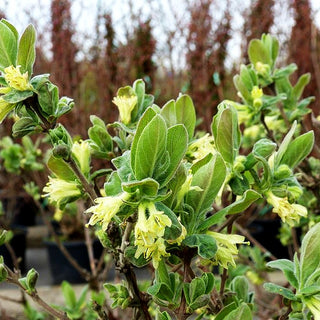 Sibirische Blaubeere, Maibeere, Honigbeere 'Blue Velvet' (Lonicera kamtschatica)