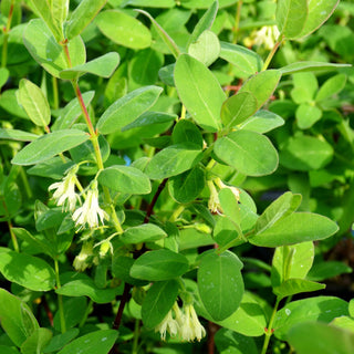 Sibirische Blaubeere, Maibeere, Honigbeere 'Eisbär' (Lonicera kamtschatica)