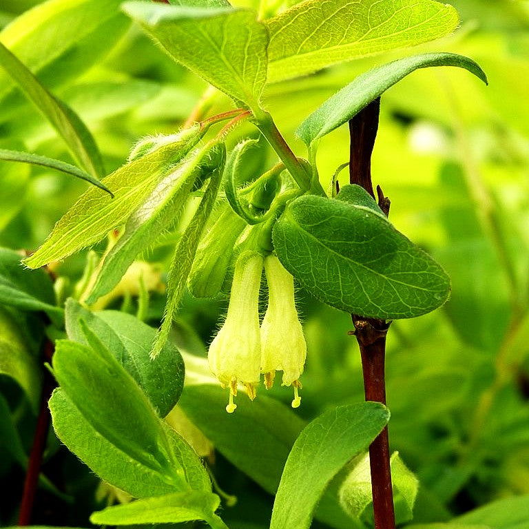 Sibirische Blaubeere, Maibeere, Honigbeere 'Fialka' (Lonicera kamtschatica)