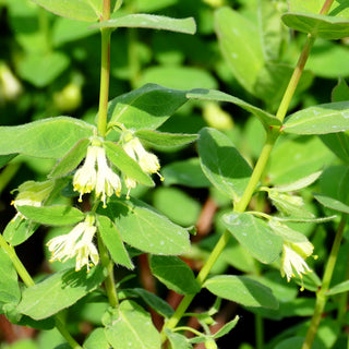 Sibirische Blaubeere, Maibeere, Honigbeere 'Wojtek' (Lonicera kamtschatica)