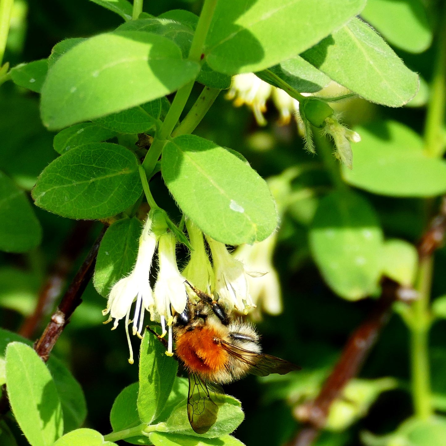 Sibirische Blaubeere, Maibeere, Honigbeere 'Wojtek' (Lonicera kamtschatica)