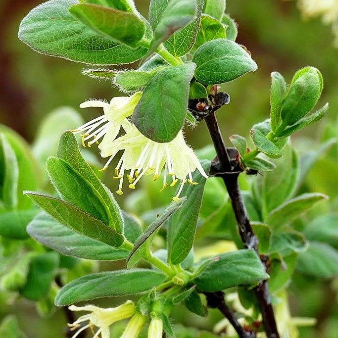 Sibirische Blaubeere, Maibeere, Honigbeere 'Wojtek' (Lonicera kamtschatica)