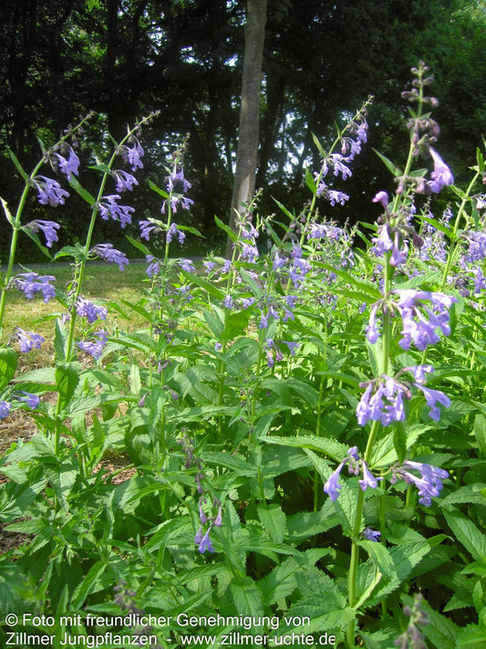 Sibirische Katzenminze 'Souvenir d'André Chaudron' (Nepeta sibiric.)