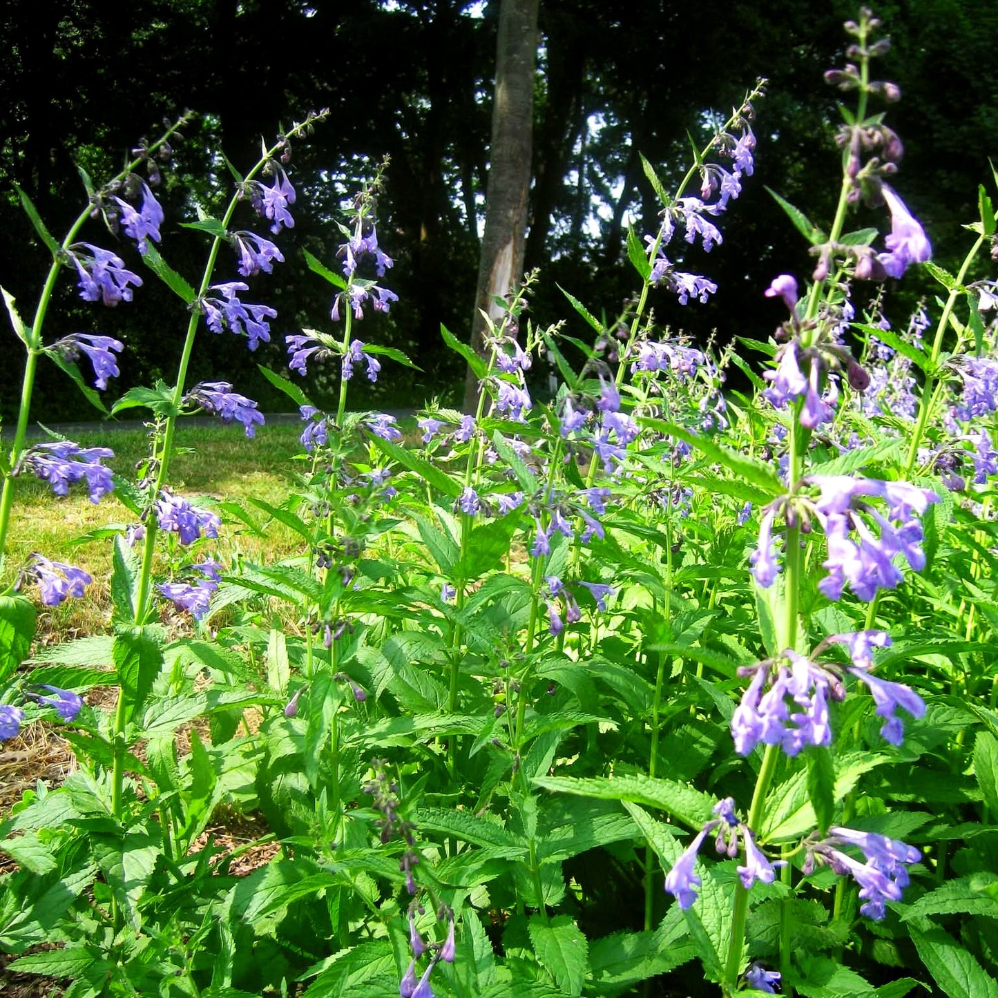 Sibirische Katzenminze 'Souvenir d'André Chaudron' (Nepeta sibiric.)