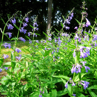 Sibirische Katzenminze 'Souvenir d'André Chaudron' (Nepeta sibiric.)