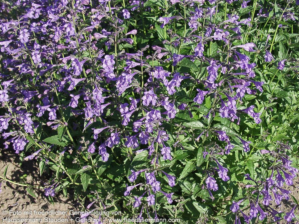 Sibirische Katzenminze 'Souvenir d'André Chaudron' (Nepeta sibiric.)
