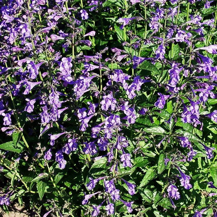 Sibirische Katzenminze 'Souvenir d'André Chaudron' (Nepeta sibiric.)