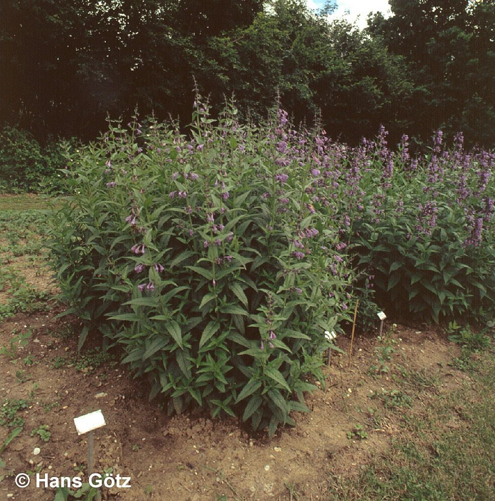 Sibirische Katzenminze 'Souvenir d'André Chaudron' (Nepeta sibiric.)