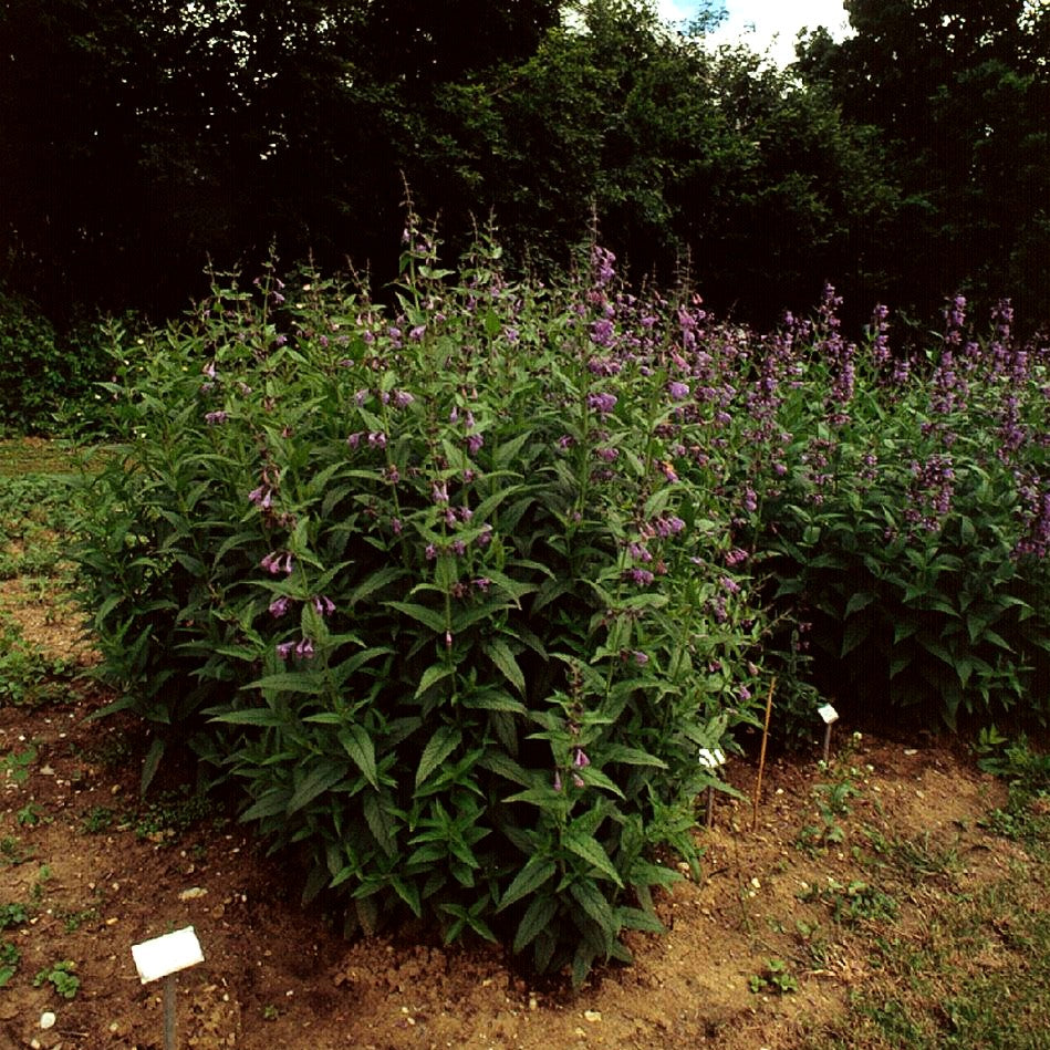 Sibirische Katzenminze 'Souvenir d'André Chaudron' (Nepeta sibiric.)