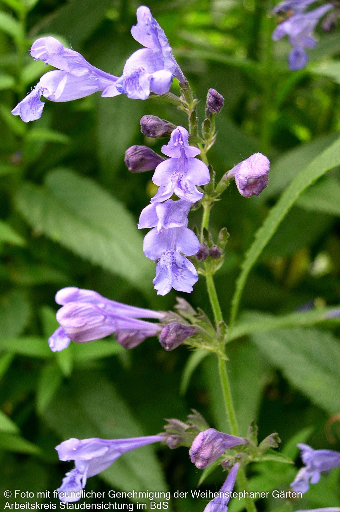 Sibirische Katzenminze 'Souvenir d'André Chaudron' (Nepeta sibiric.)