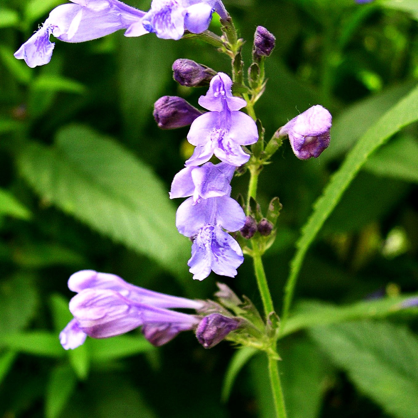Sibirische Katzenminze 'Souvenir d'André Chaudron' (Nepeta sibiric.)