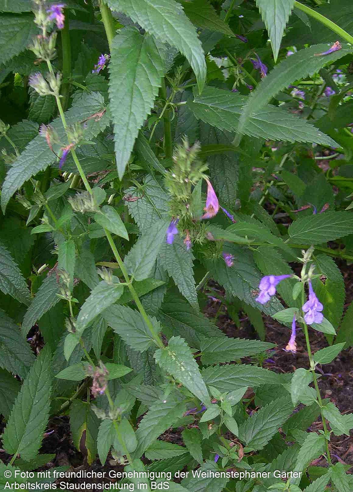 Sibirische Katzenminze 'Souvenir d'André Chaudron' (Nepeta sibiric.)