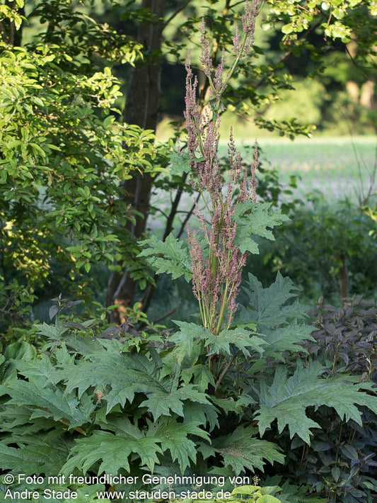 Sibirischer Zier-Rhabarber (Rheum palmatum var.tanguticum)