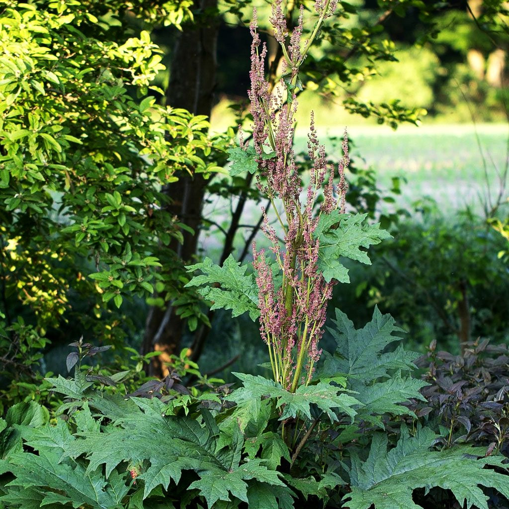Sibirischer Zier-Rhabarber (Rheum palmatum var.tanguticum)