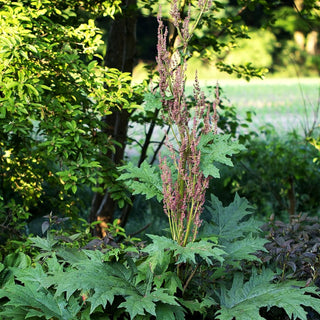Sibirischer Zier-Rhabarber (Rheum palmatum var.tanguticum)