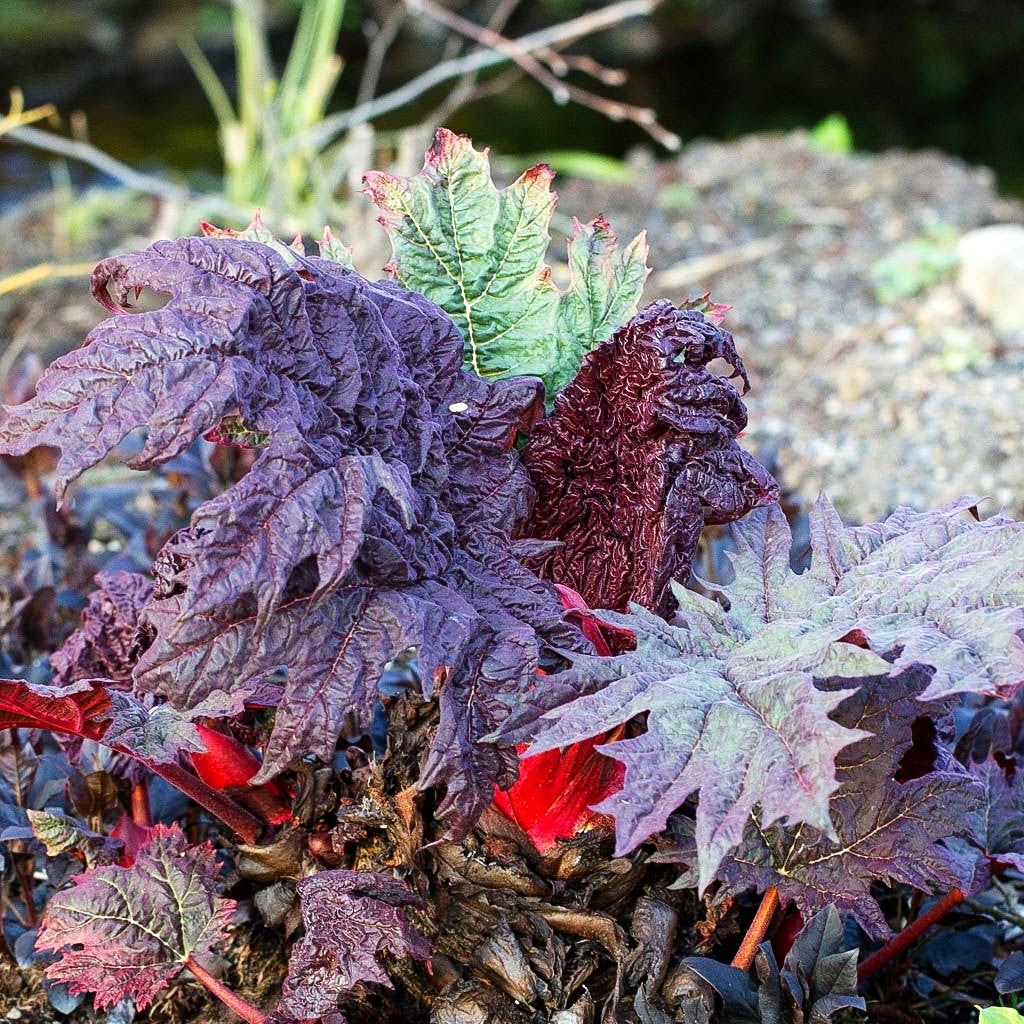 Sibirischer Zier-Rhabarber (Rheum palmatum var.tanguticum)