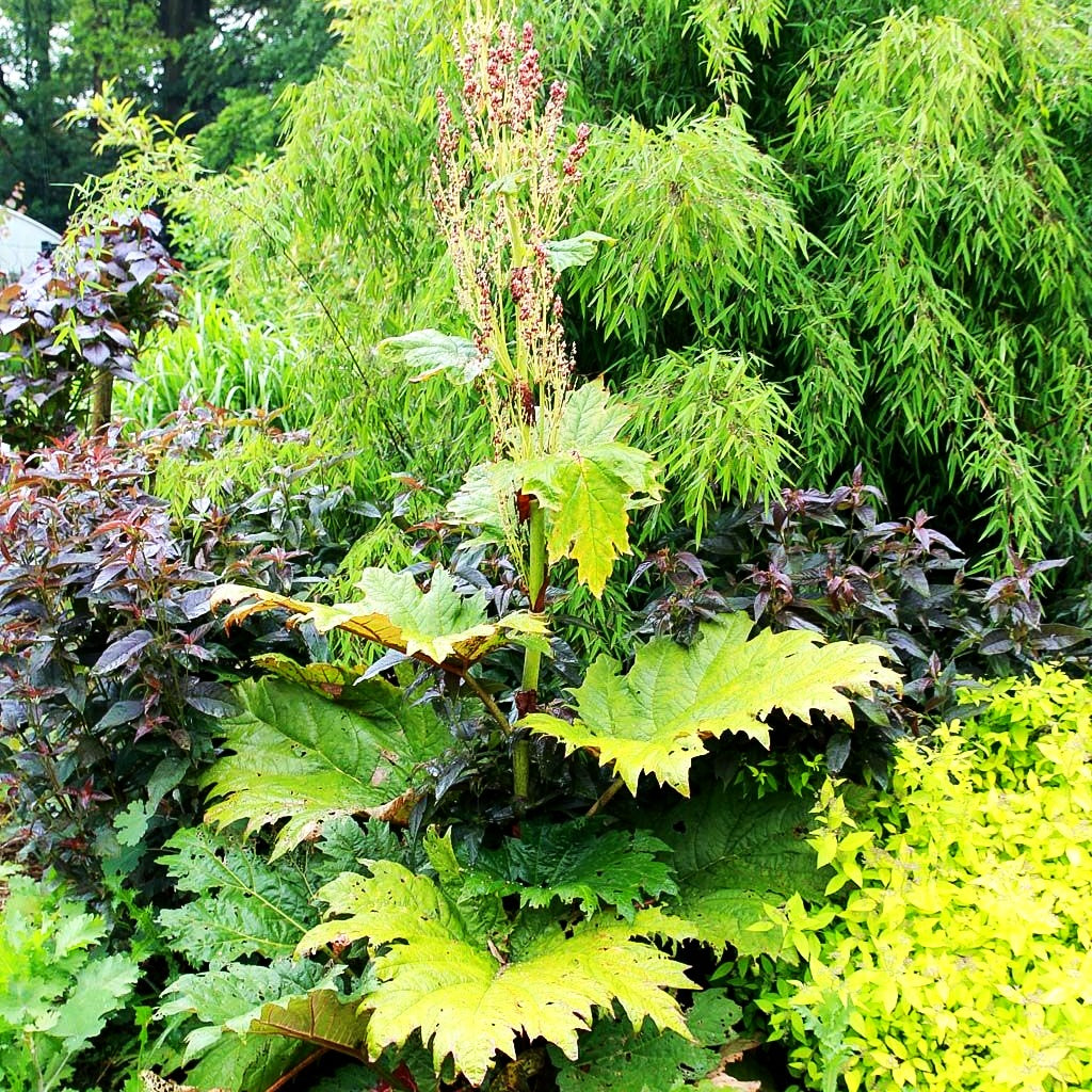 Sibirischer Zier-Rhabarber (Rheum palmatum var.tanguticum)