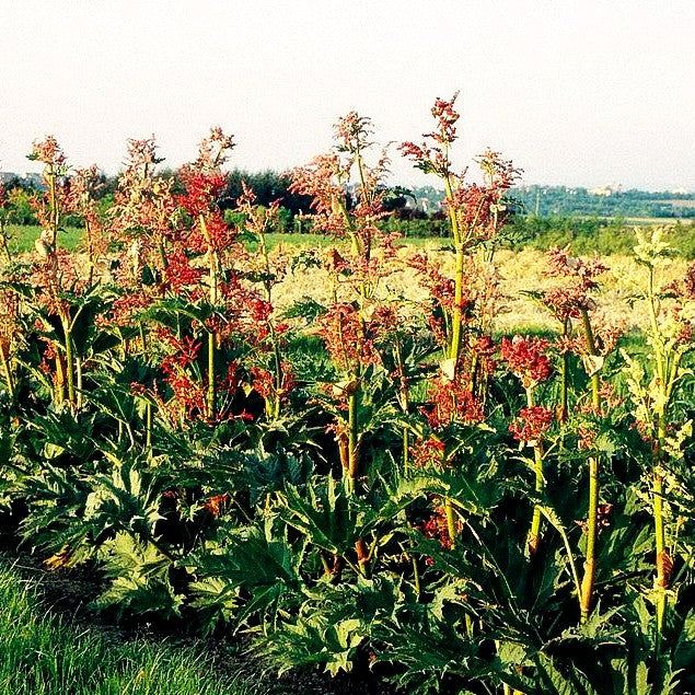 Sibirischer Zier-Rhabarber (Rheum palmatum var.tanguticum)