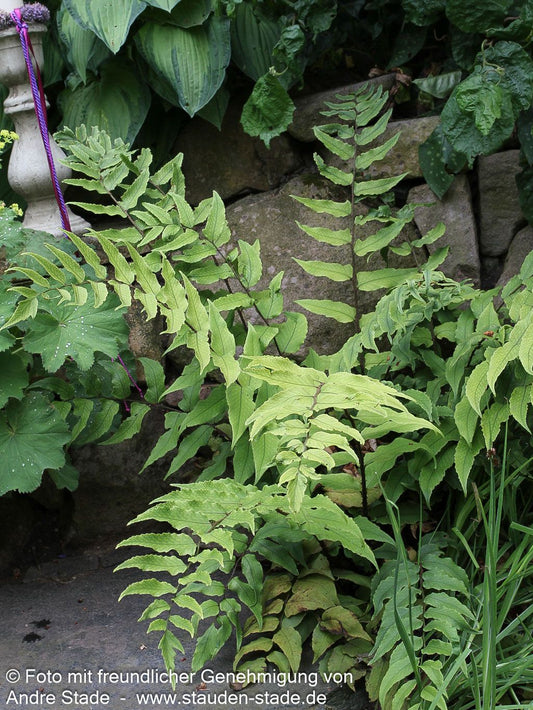 Sichelfarn (Cyrtomium fortunei)