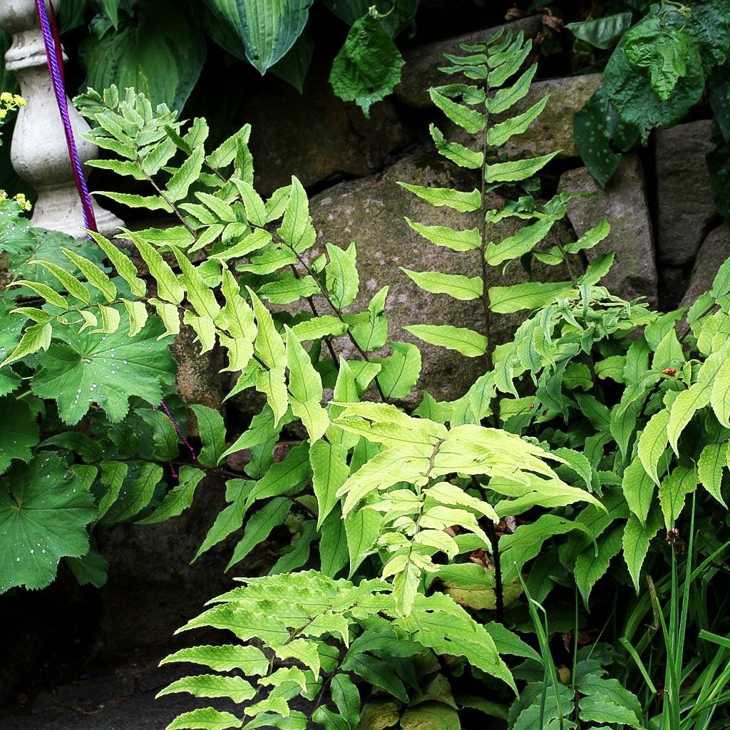 Sichelfarn (Cyrtomium fortunei)