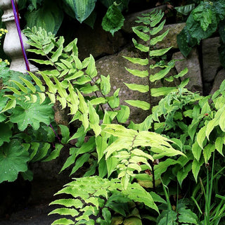 Sichelfarn (Cyrtomium fortunei)