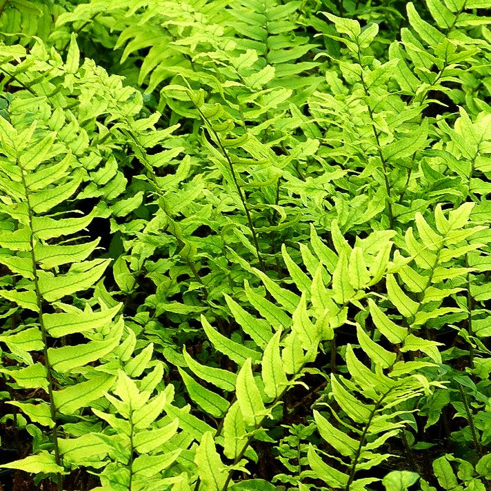 Sichelfarn (Cyrtomium fortunei)