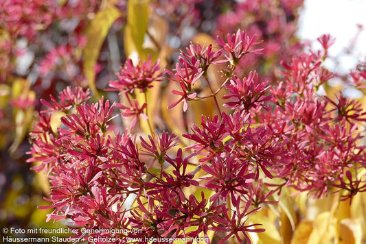 Sieben-Söhne-des-Himmels-Baum (Heptacodium miconioides)