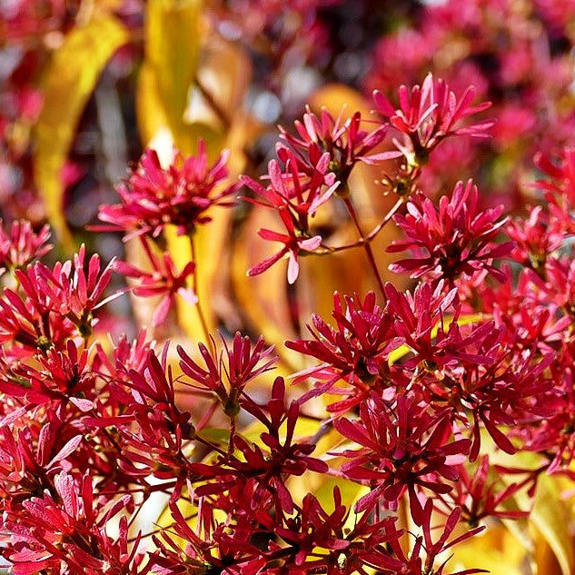 Sieben-Söhne-des-Himmels-Baum (Heptacodium miconioides)