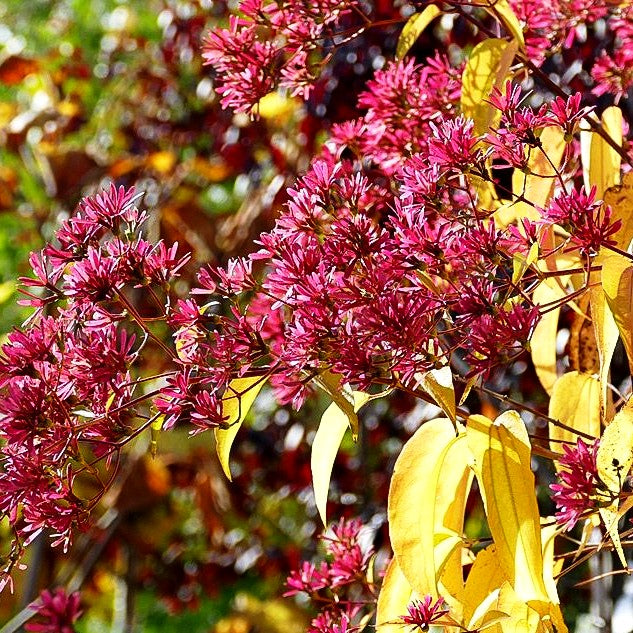 Sieben-Söhne-des-Himmels-Baum (Heptacodium miconioides)
