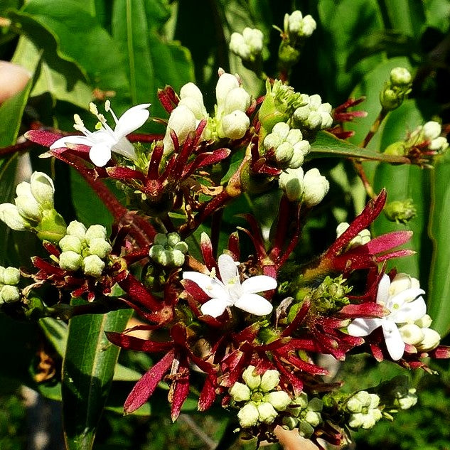 Sieben-Söhne-des-Himmels-Baum (Heptacodium miconioides)