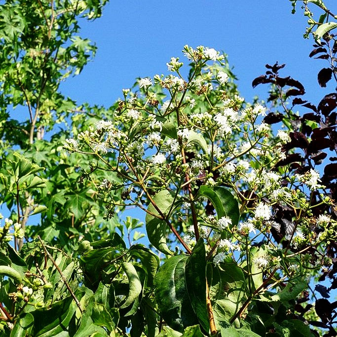 Sieben-Söhne-des-Himmels-Baum (Heptacodium miconioides)