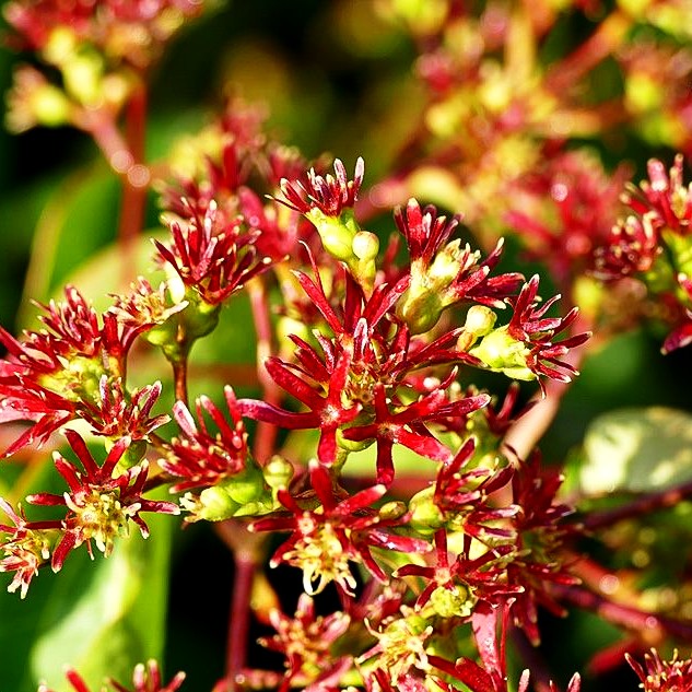 Sieben-Söhne-des-Himmels-Baum (Heptacodium miconioides)