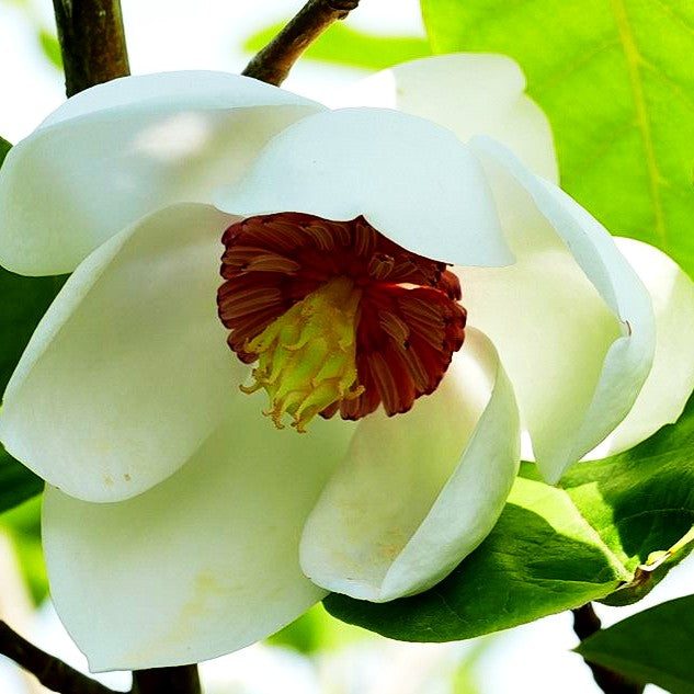 Siebolds Magnolie (Magnolia sieboldii)