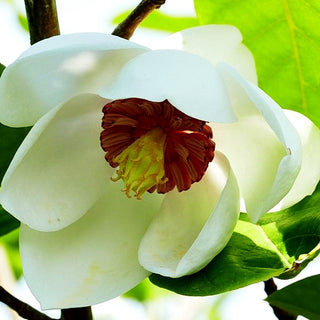 Siebolds Magnolie (Magnolia sieboldii)