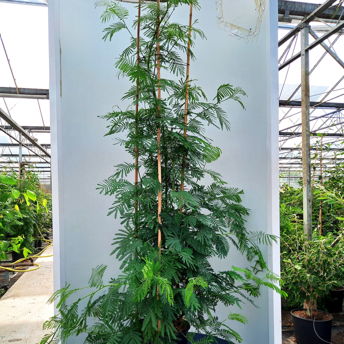 Silber-Akazie (Acacia dealbata)